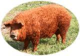 Mangalitza Produkte für Feinschmecker und Gourmets