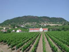 Ungarischer Wein aus Villány Ungarischer Wein aus Villány
